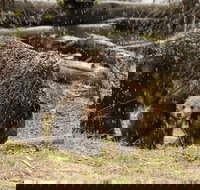 Wildlife and Waterfalls - Accommodation Seattle