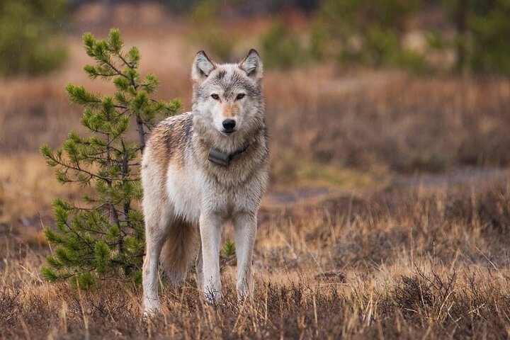 Wildlife And Waterfalls - thumb 1
