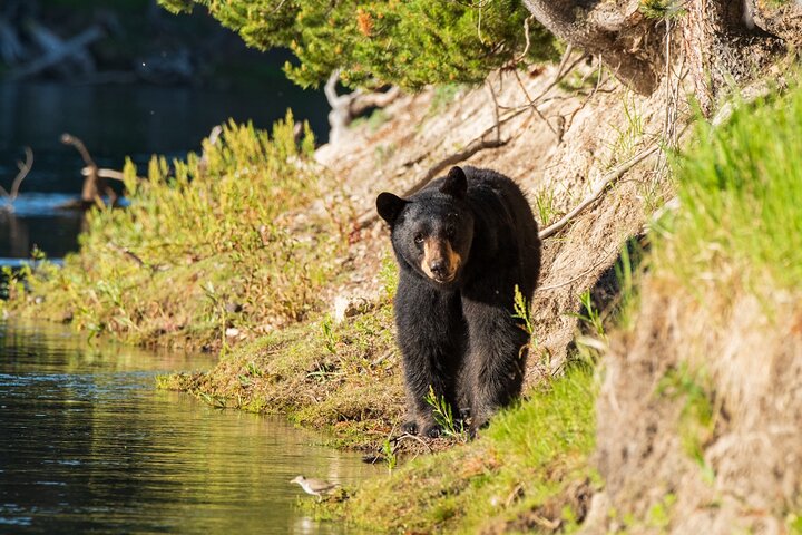 Wildlife And Waterfalls - thumb 2