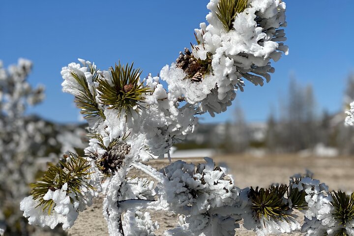 VIP Private Boutique Tour Of Yellowstone's Lower Loop - West Yellowstone, MT - thumb 0