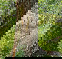 Private Guided Tour in Yellowstone Wildlife or Lower Loop Geothermal Tour - Accommodation Seattle