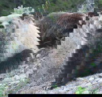 Yellowstone National Park - PRIVATE Full-Day Lower Loop Tour from W. Yellowstone - Accommodation Seattle