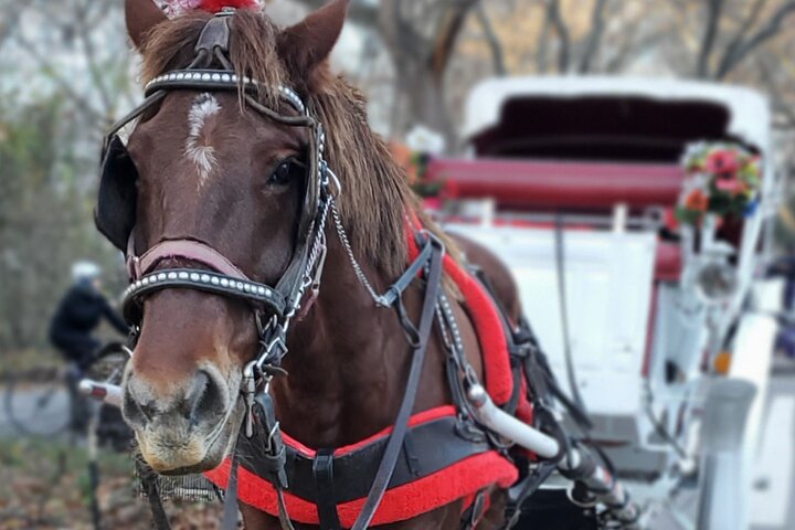 NYC Central Park&Rockefeller Center&Times Square Horse Carriage Private Tour - thumb 1