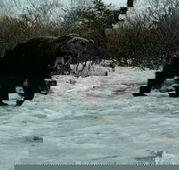 Go Girdwood Wilderness Adventure - Accommodation Seattle