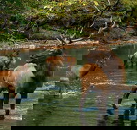 Great Smoky Mountains, Cherokee, and Southern Blueridge Private Day Tour - Accommodation Seattle