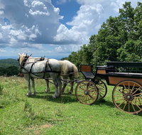 Horse and Carriage Ride through Moses H. Cone Park - Accommodation Seattle