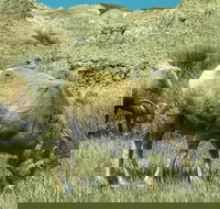 Private VIP Boutique Day Tour of Mt. Rushmore and The Badlands - Accommodation Seattle