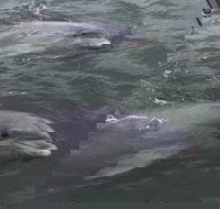 90-Minute Private Dolphin Tour in Hilton Head Island - Accommodation Seattle