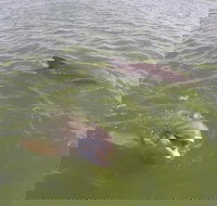 Hilton Head Disappearing Island Dolphin Tour - Accommodation Seattle