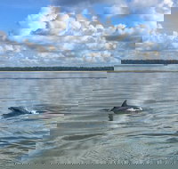 Hilton Head Morning Dolphins  Donuts Cruise - Accommodation Seattle