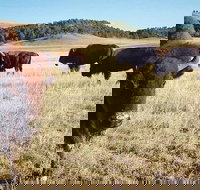 Private Mt Rushmore  Southern Black Hills Tour - Accommodation Seattle