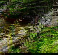 Sea Kayak and Mountain Bike Adventure near Olympic National Park - Accommodation Seattle