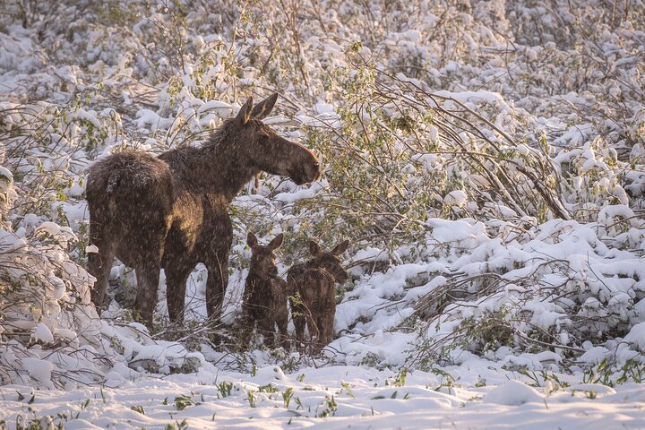 Private Photo Workshop And Sightseeing In Wasatch Mountains - thumb 1