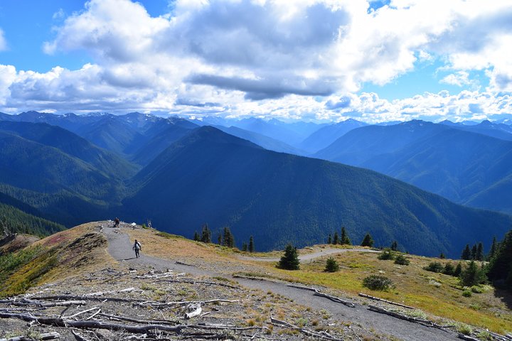 Hurricane Ridge Guided Tour In Olympic National Park - thumb 3