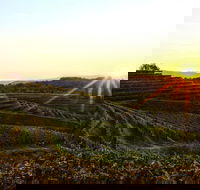 Solvang/Santa Ynez Small Group All-Inclusive Wine Tour - Accommodation Seattle