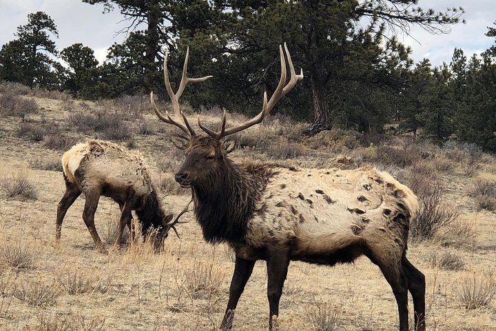 Private Day Tour From Denver To Estes Park And Rocky Mountain National Park - thumb 2