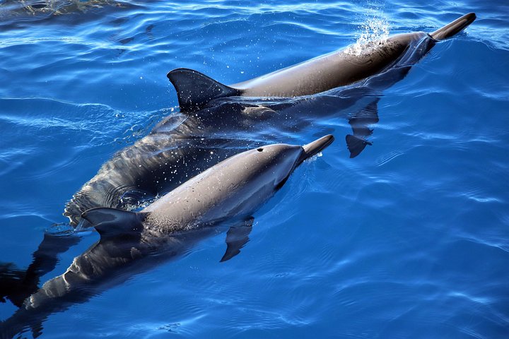 Oahu Catamaran Cruise: Wildlife, Snorkeling And A Hawaiian Meal - thumb 0