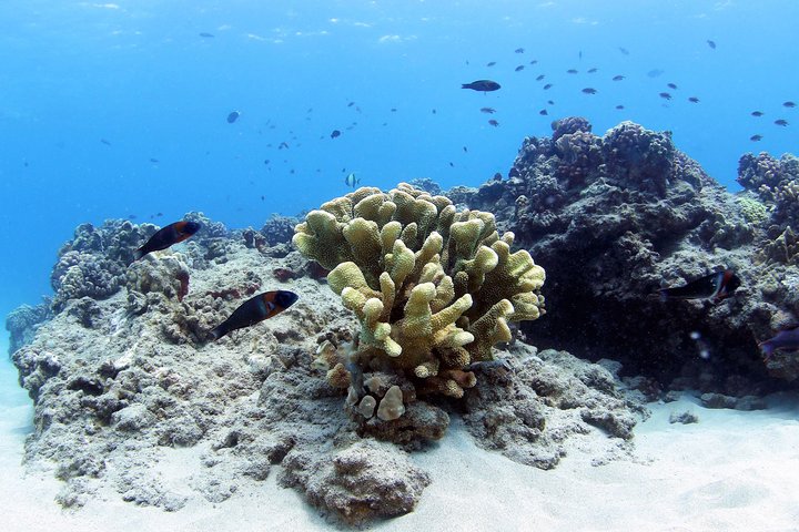 Oahu Catamaran Cruise: Wildlife, Snorkeling And A Hawaiian Meal - thumb 5