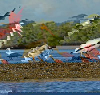 Two-Hour Everglades National Park Dolphin, Birding and Wildlife Boat Tour - Accommodation Seattle