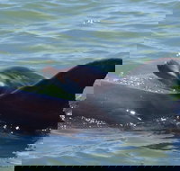 Dolphin Tour on a Private Boat - Accommodation Seattle