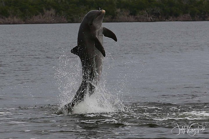 Everglades National Park Dolphin, Birding And Wildlife Boat Tour (2 Hours) - thumb 0