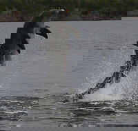 Everglades National Park Dolphin, Birding and Wildlife Boat Tour (2 hours) - Accommodation Seattle