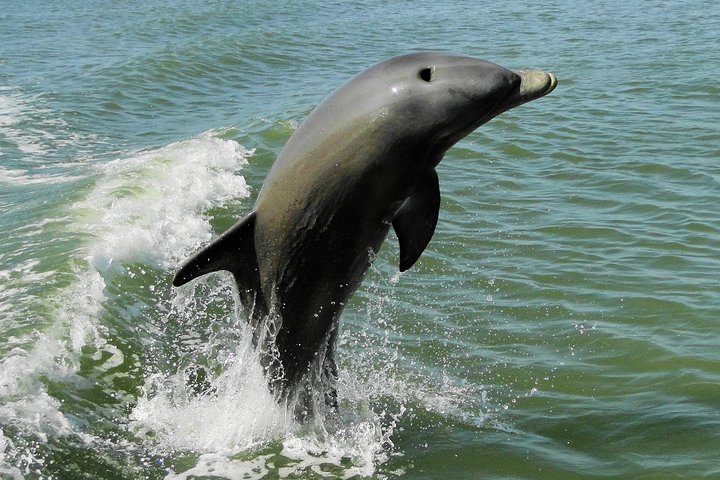 Everglades National Park Dolphin, Birding And Wildlife Boat Tour (2 Hours) - thumb 5