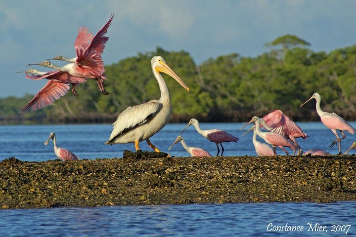 Two-Hour Everglades National Park Dolphin, Birding And Wildlife Boat Tour - thumb 0