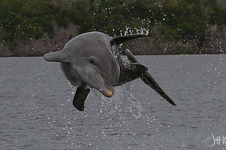 Two-Hour Everglades National Park Dolphin, Birding And Wildlife Boat Tour - thumb 5